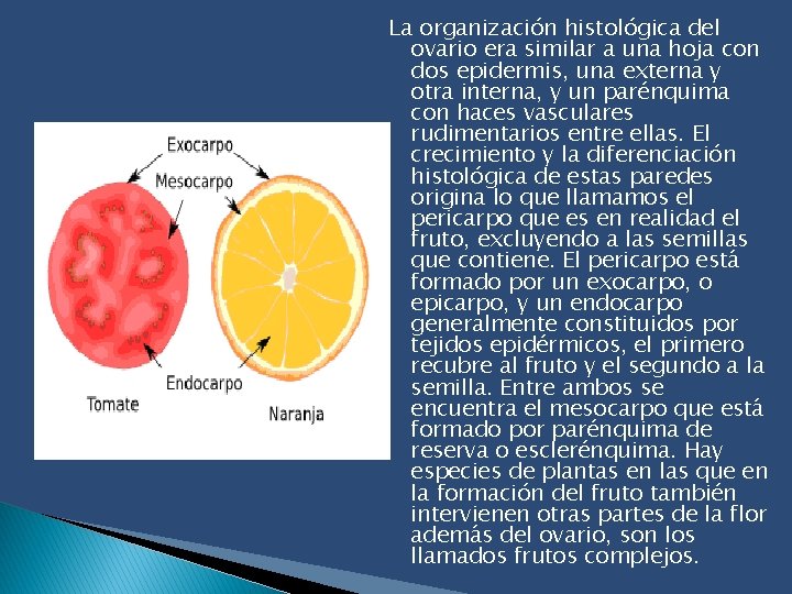 La organización histológica del ovario era similar a una hoja con dos epidermis, una