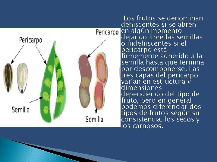Los frutos se denominan dehiscentes si se abren en algún momento dejando libre las