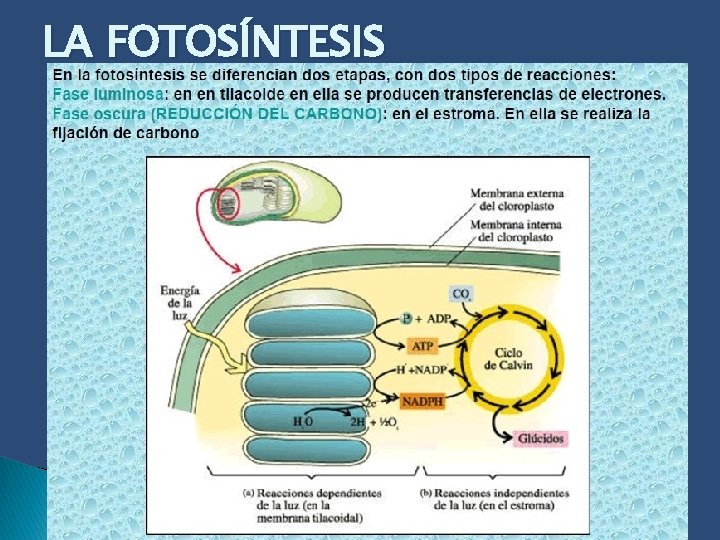 LA FOTOSÍNTESIS 