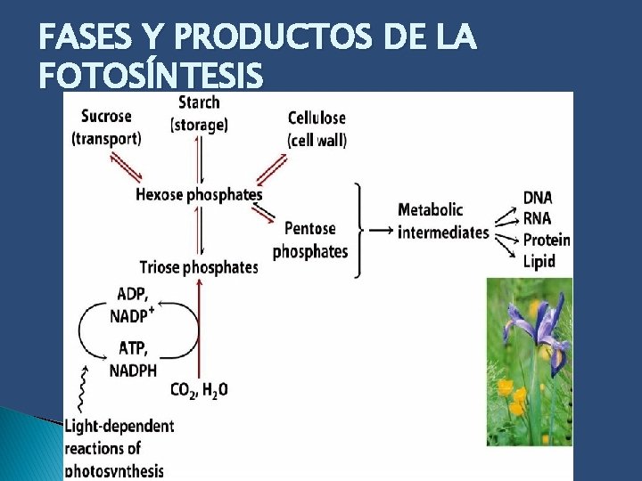 FASES Y PRODUCTOS DE LA FOTOSÍNTESIS 