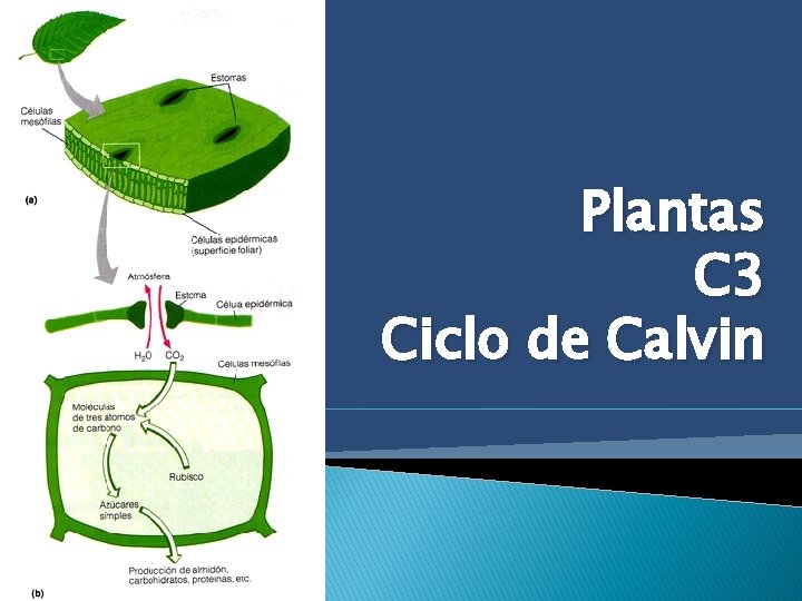 Plantas C 3 Ciclo de Calvin 