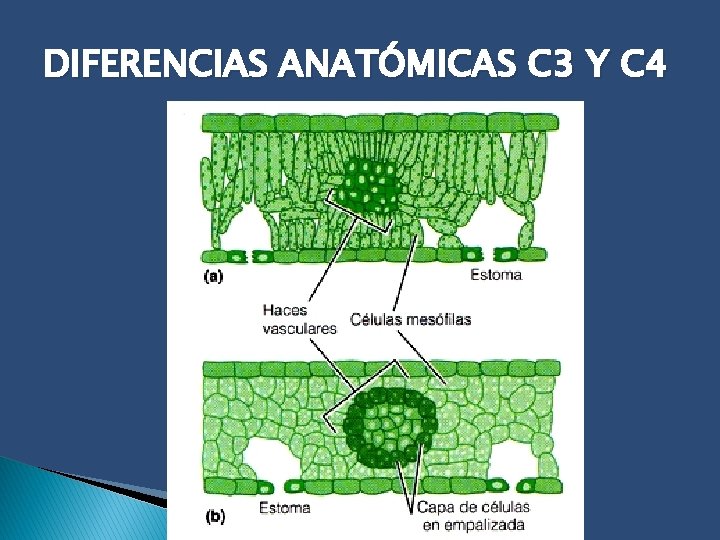 DIFERENCIAS ANATÓMICAS C 3 Y C 4 