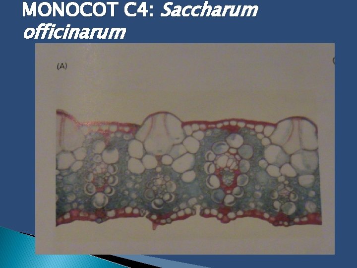 MONOCOT C 4: Saccharum officinarum 
