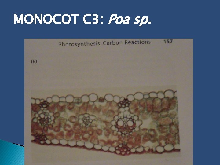 MONOCOT C 3: Poa sp. 