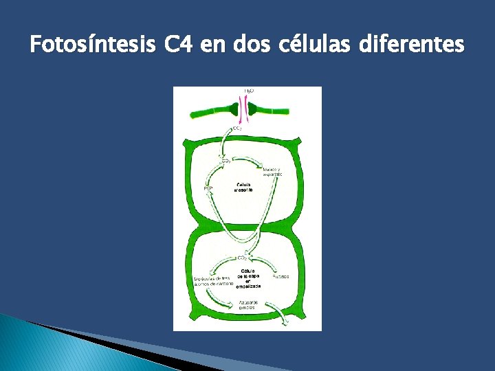 Fotosíntesis C 4 en dos células diferentes 