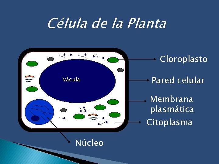 Célula de la Planta Cloroplasto Vácula Pared celular Membrana plasmática Citoplasma Núcleo 