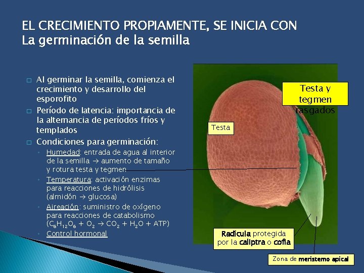 EL CRECIMIENTO PROPIAMENTE, SE INICIA CON La germinación de la semilla � � �