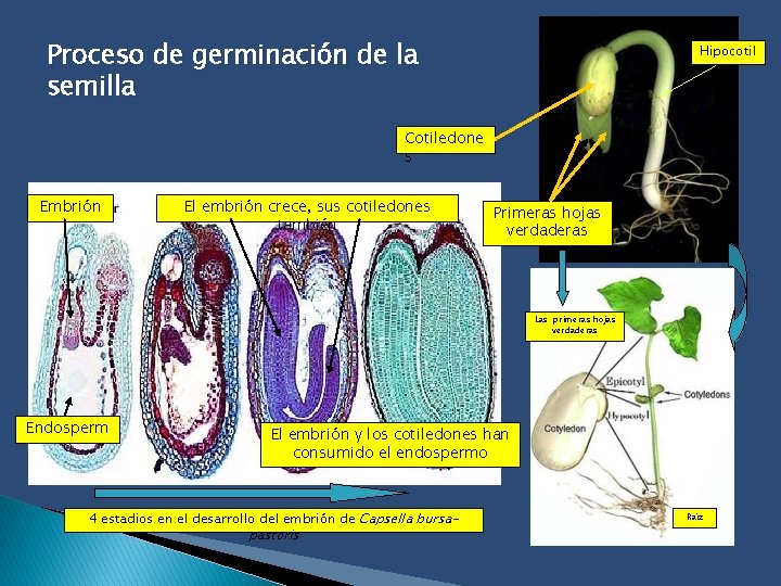 Proceso de germinación de la semilla Hipocotil o Cotiledone s Embrión El embrión crece,