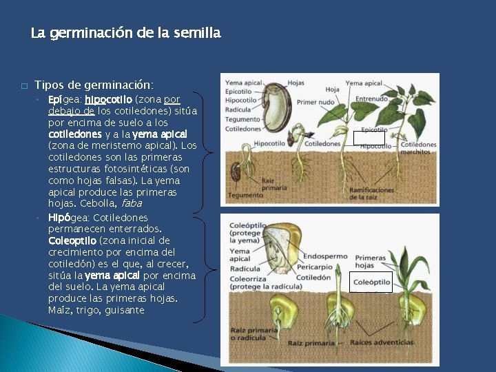 La germinación de la semilla � Tipos de germinación: ◦ Epígea: hipocotilo (zona por