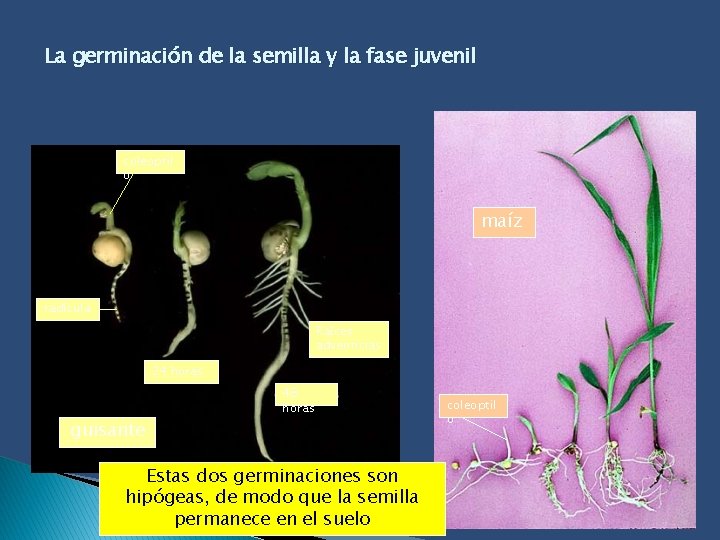 La germinación de la semilla y la fase juvenil coleoptil o maíz radícula Raíces