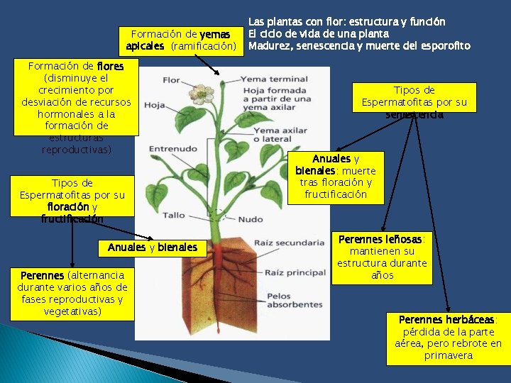 Formación de yemas apicales (ramificación) Formación de flores (disminuye el crecimiento por desviación de