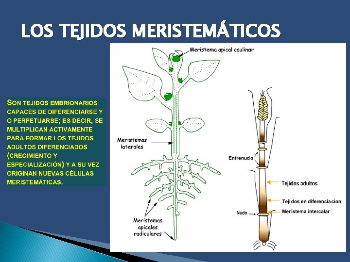 LOS TEJIDOS MERISTEMÁTICOS 