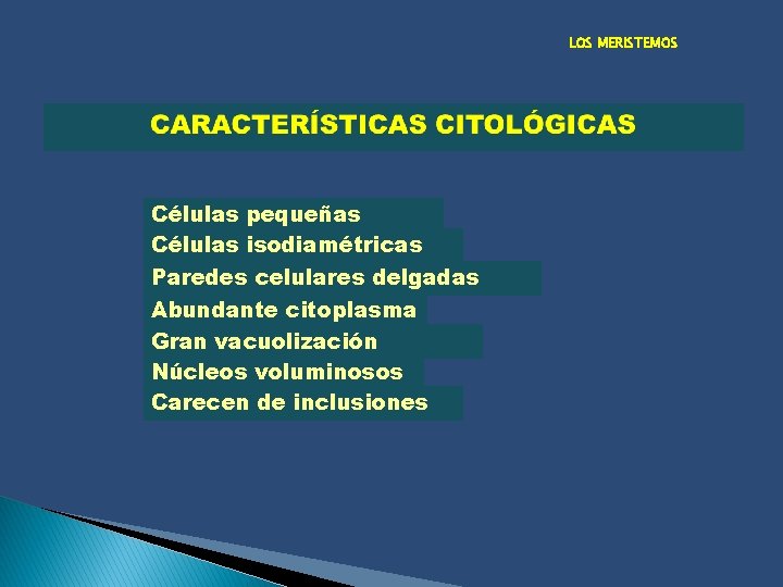 LOS MERISTEMOS Células pequeñas Células isodiamétricas Paredes celulares delgadas Abundante citoplasma Gran vacuolización Núcleos