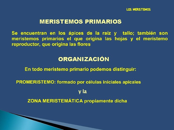 LOS MERISTEMOS PRIMARIOS ORGANIZACIÓN y la 