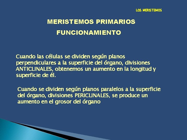 LOS MERISTEMOS PRIMARIOS FUNCIONAMIENTO Cuando las células se dividen según planos perpendiculares a la