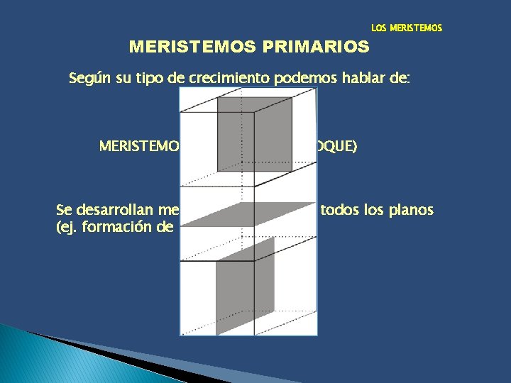 MERISTEMOS PRIMARIOS LOS MERISTEMOS Según su tipo de crecimiento podemos hablar de: MERISTEMOS EN