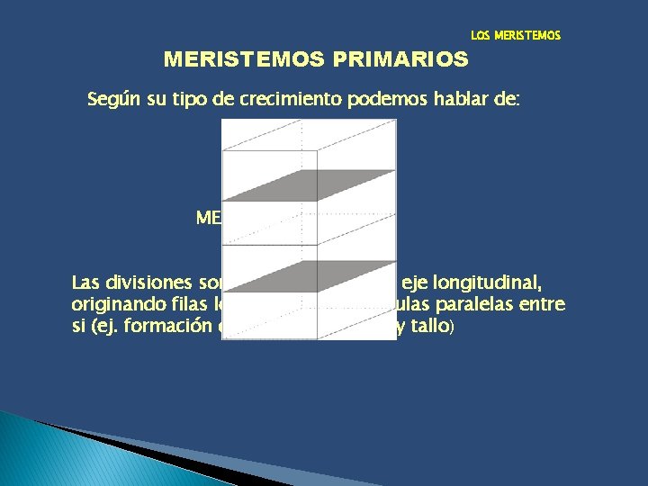 MERISTEMOS PRIMARIOS LOS MERISTEMOS Según su tipo de crecimiento podemos hablar de: MERISTEMOS EN