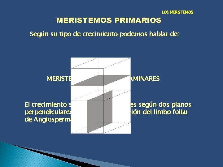 MERISTEMOS PRIMARIOS LOS MERISTEMOS Según su tipo de crecimiento podemos hablar de: MERISTEMOS EN