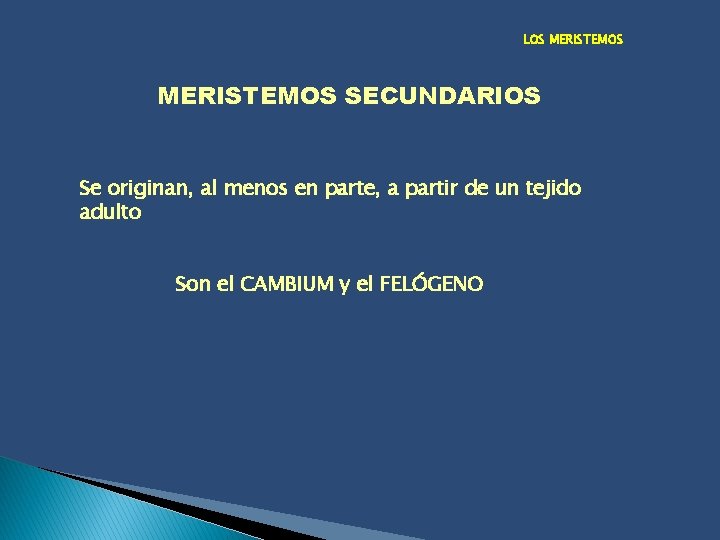 LOS MERISTEMOS SECUNDARIOS Se originan, al menos en parte, a partir de un tejido