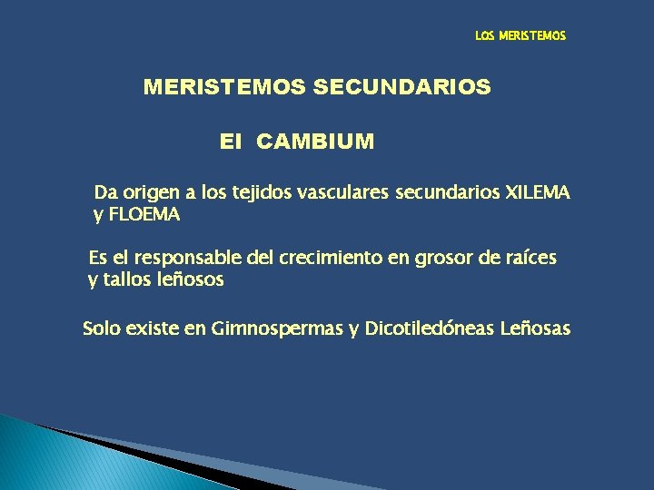 LOS MERISTEMOS SECUNDARIOS El CAMBIUM Da origen a los tejidos vasculares secundarios XILEMA y
