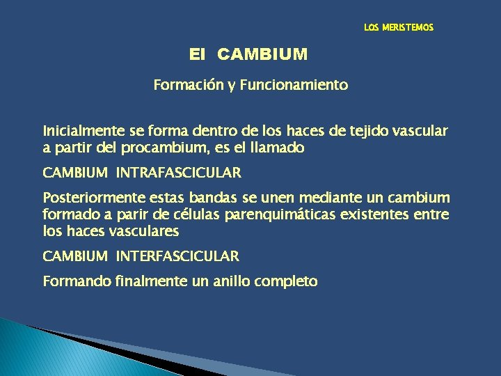 LOS MERISTEMOS El CAMBIUM Formación y Funcionamiento Inicialmente se forma dentro de los haces