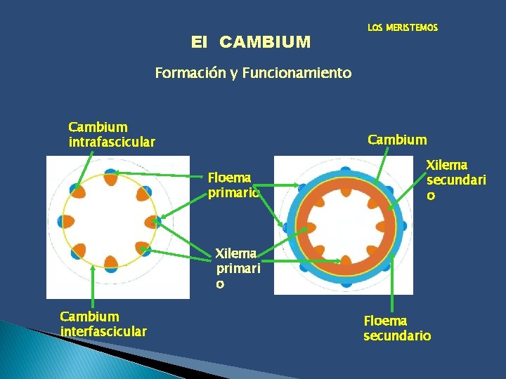 El CAMBIUM LOS MERISTEMOS Formación y Funcionamiento Cambium intrafascicular Cambium Floema primario Xilema secundari