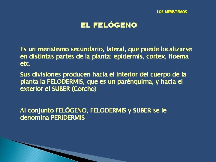 LOS MERISTEMOS EL FELÓGENO Es un meristemo secundario, lateral, que puede localizarse en distintas