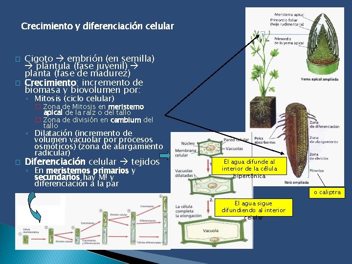 Crecimiento y diferenciación celular � � Cigoto embrión (en semilla) plántula (fase juvenil) planta