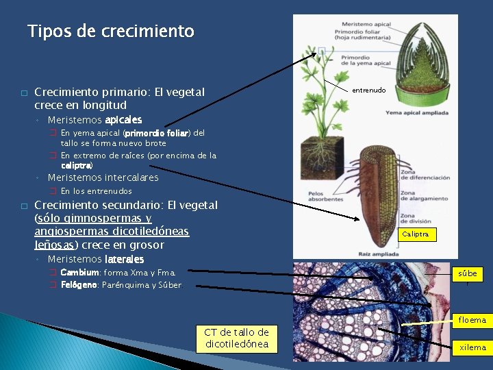 Tipos de crecimiento � Crecimiento primario: El vegetal crece en longitud entrenudo ◦ Meristemos