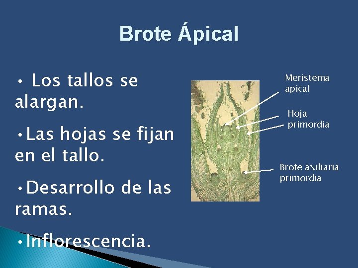 Brote Ápical • Los tallos se alargan. • Las hojas se fijan en el