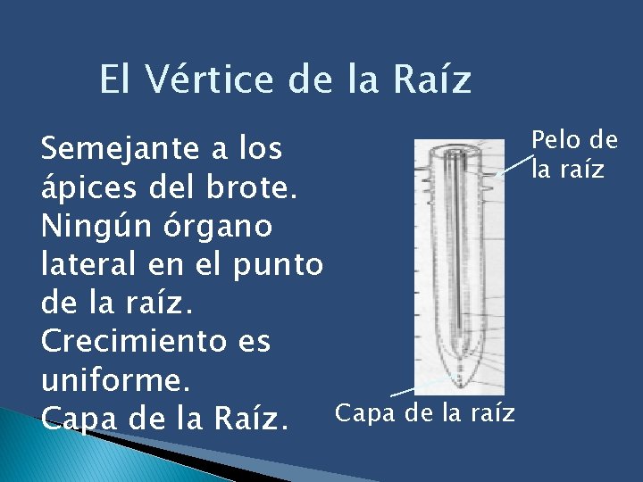 El Vértice de la Raíz Semejante a los ápices del brote. Ningún órgano lateral