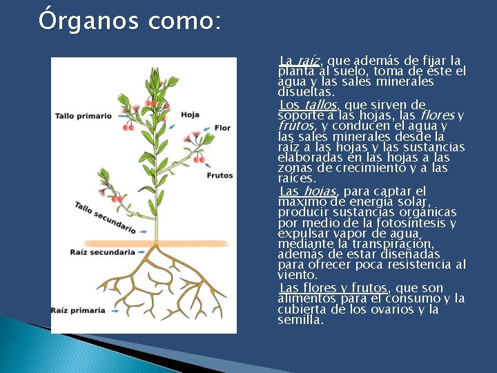 Órganos como: La raíz, que además de fijar la planta al suelo, toma de