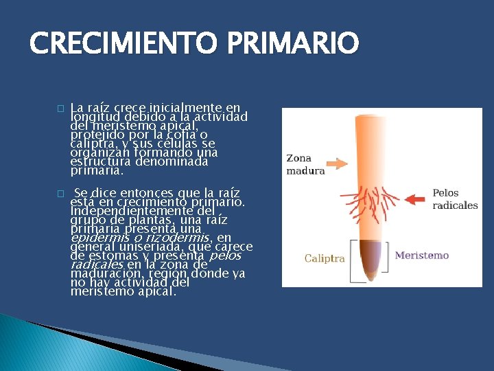 CRECIMIENTO PRIMARIO � � La raíz crece inicialmente en longitud debido a la actividad