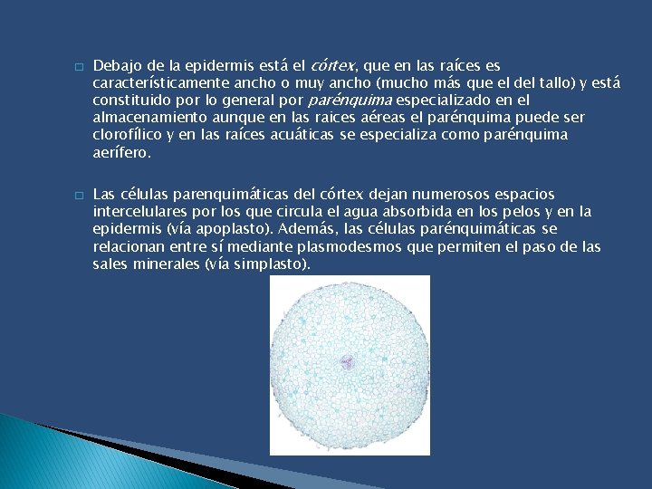 � � Debajo de la epidermis está el córtex, que en las raíces es