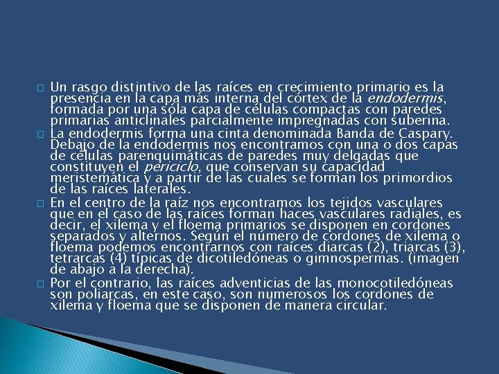 � � Un rasgo distintivo de las raíces en crecimiento primario es la presencia