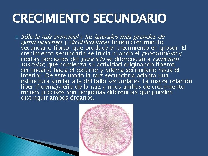 CRECIMIENTO SECUNDARIO � Sólo la raíz principal y las laterales más grandes de gimnospermas