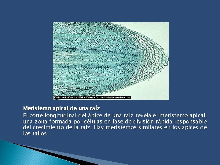 Meristemo apical de una raíz El corte longitudinal del ápice de una raíz revela