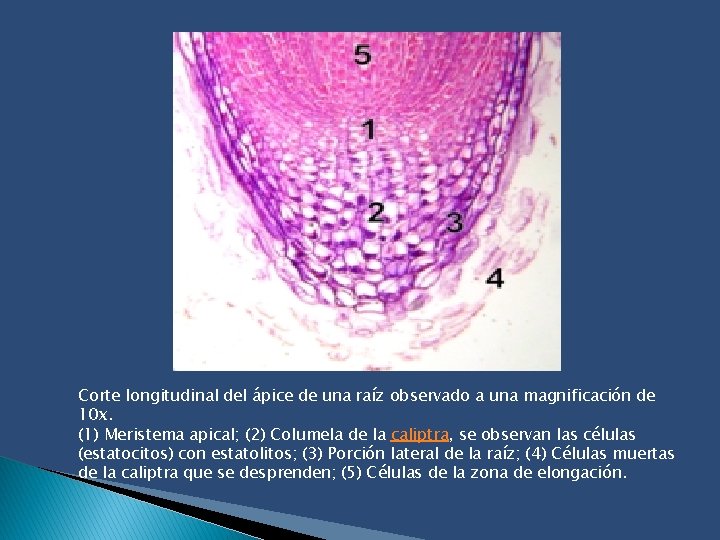 Corte longitudinal del ápice de una raíz observado a una magnificación de 10 x.