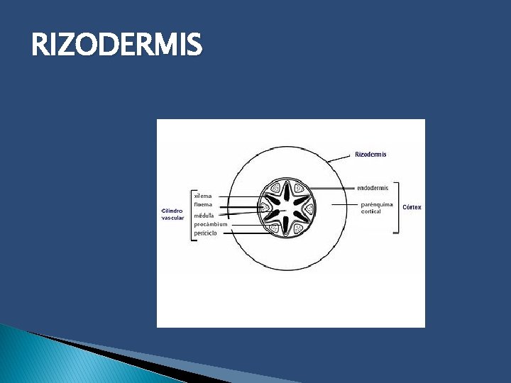 RIZODERMIS 