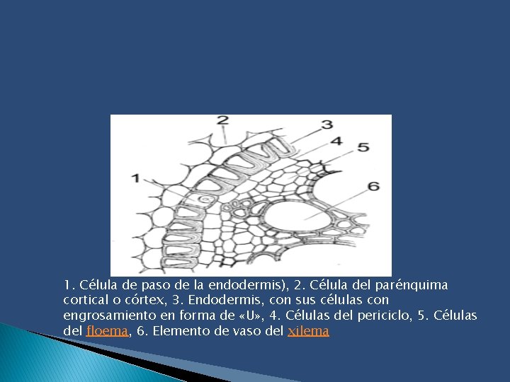 1. Célula de paso de la endodermis), 2. Célula del parénquima cortical o córtex,