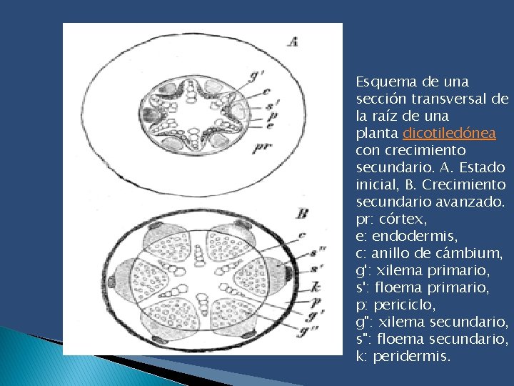 Esquema de una sección transversal de la raíz de una planta dicotiledónea con crecimiento