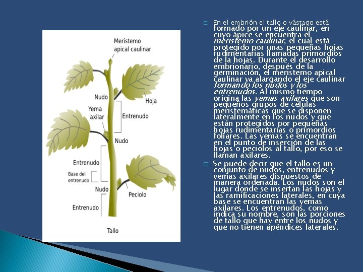 � En el embrión el tallo o vástago está formado por un eje caulinar,