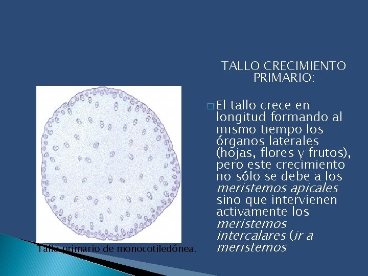 TALLO CRECIMIENTO PRIMARIO: � El tallo crece en longitud formando al mismo tiempo los