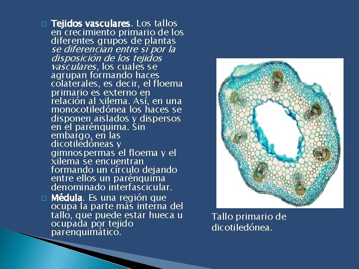 � Tejidos vasculares. Los tallos en crecimiento primario de los diferentes grupos de plantas