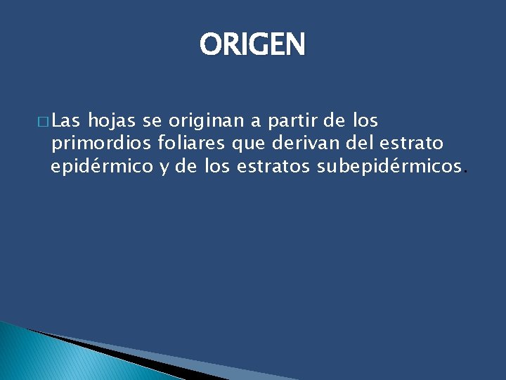 ORIGEN � Las hojas se originan a partir de los primordios foliares que derivan