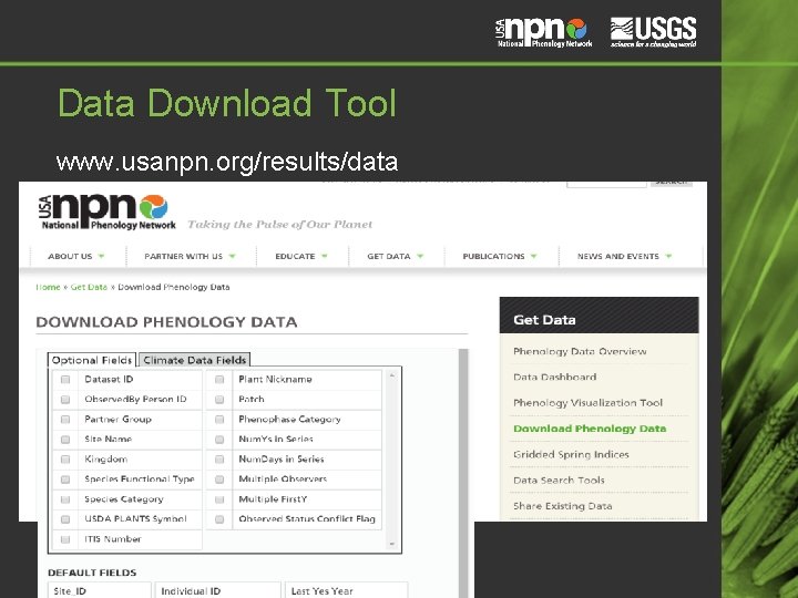 Data Download Tool www. usanpn. org/results/data Data Download Tool www. usanpn. org/results/data