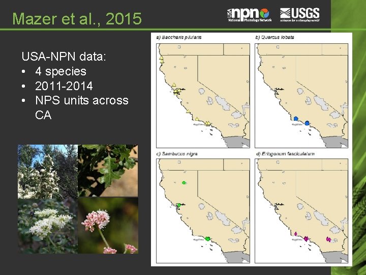 Mazer et al. , 2015 USA-NPN data: • 4 species • 2011 -2014 • Mazer et al. , 2015 USA-NPN data: • 4 species • 2011 -2014 •