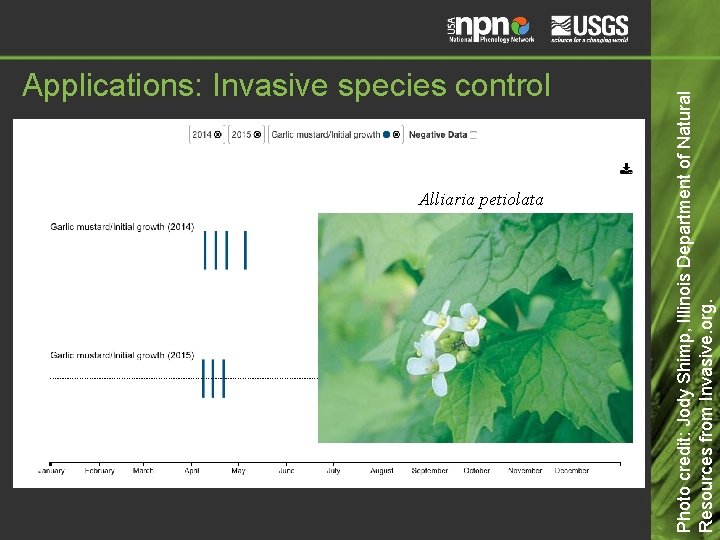 Alliaria petiolata Photo credit: Jody Shimp, Illinois Department of Natural Resources from Invasive. org. Alliaria petiolata Photo credit: Jody Shimp, Illinois Department of Natural Resources from Invasive. org.