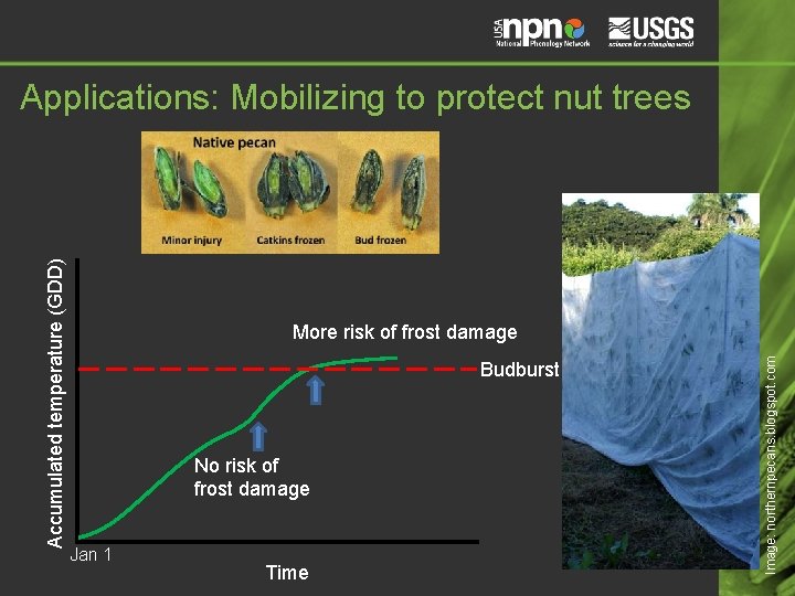 More risk of frost damage Budburst No risk of frost damage Jan 1 Time More risk of frost damage Budburst No risk of frost damage Jan 1 Time