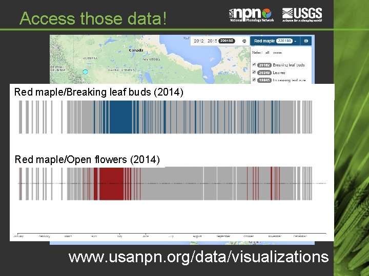 Access those data! Red maple/Breaking leaf buds (2014) Red maple/Open flowers (2014) www. usanpn. Access those data! Red maple/Breaking leaf buds (2014) Red maple/Open flowers (2014) www. usanpn.